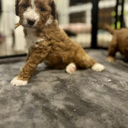 Goldendoodle Puppies from Ivy’s Doodles