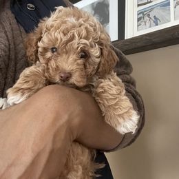 Cockapoo Puppies from Raisingcockapoos