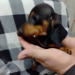 Dachshund Puppies from Small Paws Kennel