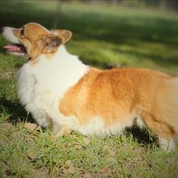 Dru - White and red male Pembroke Welsh Corgi puppy in Mead, Oklahoma from White Star Corgis