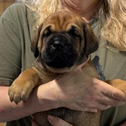 Fawn no collar - Fawn male Cane Corso puppy in Paris, Texas from Knucklehead Cane Corso