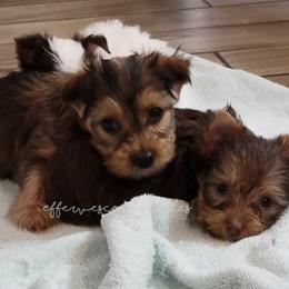 Poodles, Yorkipoos, and Yorkshire Terriers from Effervescent-Pooches
