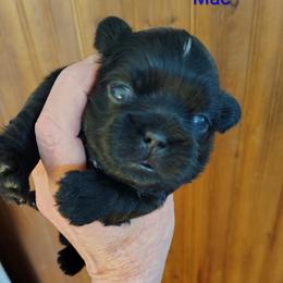 Muffles now Mac - Black male Shih Tzu puppy in Palmyra, New York from Karen's Tzus of Palmyra-Macedon