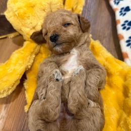 Woody - Red  male Poodle puppy in Wilmington, Delaware from Imperial Poodles LLC