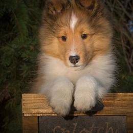Shetland Sheepdog Puppies from Shirehill Shelties