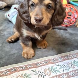 Pipsqueak-AKC Limited Reg - Chocolate and tan female Dachshund puppy in Caulfield, Missouri from Hocomo Hollow Doxies