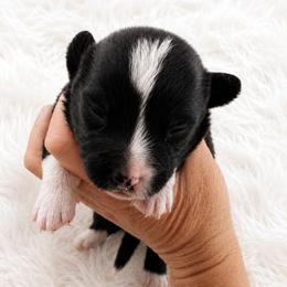 Chance - Black and white male Cardigan Welsh Corgi puppy in Kerens, West Virginia from Leather & Lace