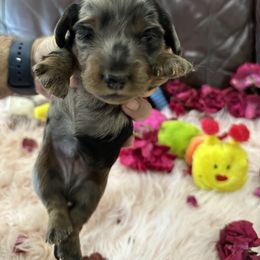Dachshund Puppies from Gulfishan Kennels