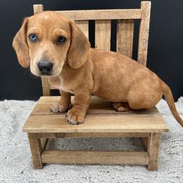 Dachshund Puppies from Golden Creek Farm