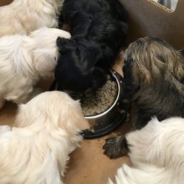 Havanese Puppies from Ravhav Havanese