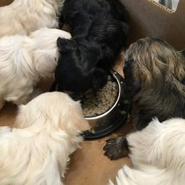 Havanese Puppies from Ravhav Havanese