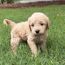 Yellow - Cream male Goldendoodle puppy in Winston, Georgia from Grandview Goldendoodles