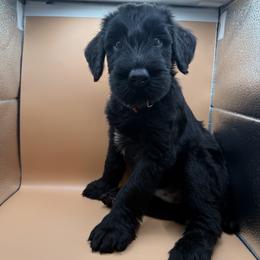 Giant Schnauzer Puppies from JAMG Schnauzers