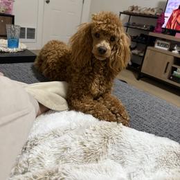 Sunny - Poodle