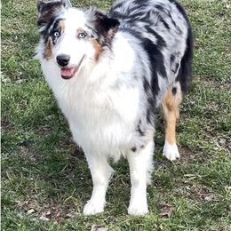Australian Shepherd All Grown Up from Shockwave Australian Shepherds