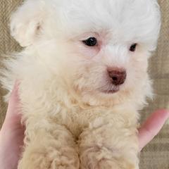 Echo - Cream male Shichon puppy in Limestone, Tennessee from Pilot Hill Teddy Bear Puppies