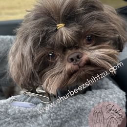 Quin - Shih Tzu