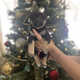 Boy 1 - Black and tan male Shiba Inu puppy in Alexandria, Minnesota from MN Lakes Area Shiba Inus