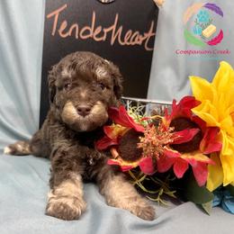 Tenderheart Bear - Phantom male Poodle puppy in Bowman, Georgia from Companion Creek Farm