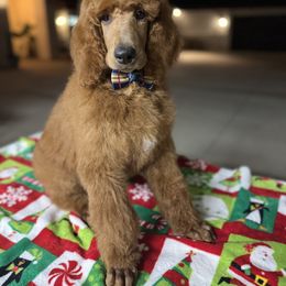 Black collar boy - Apricot male Poodle puppy in Riverside, California from Riverside red poodles