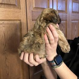 Shih Tzu Puppies from D’s Shih Tzu