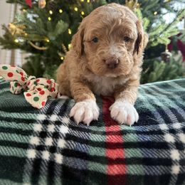 Apricot tuxedo coat male - Apricot male Goldendoodle puppy in Ridgewood, New Jersey from Jessie’s Doodles