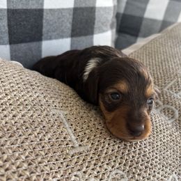 Patches - Chocolate and tan female Dachshund puppy in Corona, California from M & M Doxies