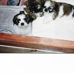 Shih Tzu Puppies from Shih Tzu Dreams Come True