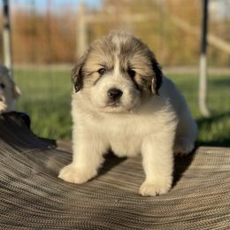 Boy 5 - White and badger male Great Pyrenees puppy in Cedar City, Utah from Forestwood Farms Great Pyrenees