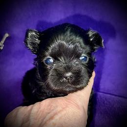 Bennie - Black male Shih Tzu puppy in North Central Oregon, Oregon from T-Amore Shih Tzu