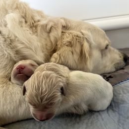 Girl 3 - Golden female Golden Retriever puppy in Gastonia, North Carolina from Crowders Creek Goldens