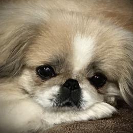 Daisy - Pekingese