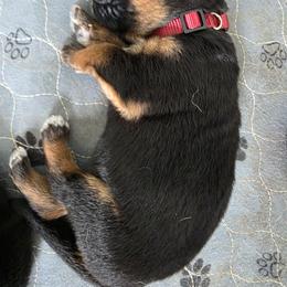 Brown Boy - Black and red male German Shepherd puppy in Lewistown, Missouri from Ewig Krieger Kennels