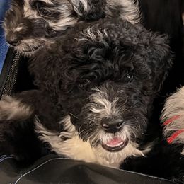 Flint - Black and white male Aussiedoodle puppy in Grand Haven, Michigan from Happy Hippy Doodles