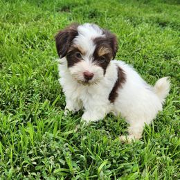 Havanese Puppies from Hoku Havanese