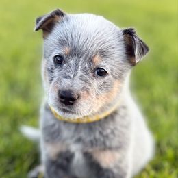 Yellow Girl 4 - Blue female Australian Cattle Dog puppy in Bingham County, Idaho from Circle C Australian Cattle Dogs
