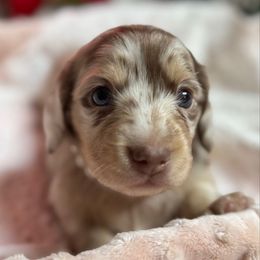 Margarita - Dapple female Dachshund puppy in Fayetteville, West Virginia from Loop Creek Dachshunds