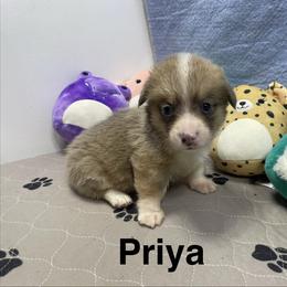 Priya - Sable female Pembroke Welsh Corgi puppy in Apison, Tennessee from Ashmore Corgis