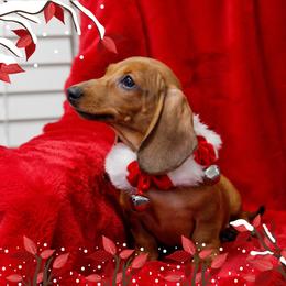 Dachshund Puppies from Army of Dachshunds