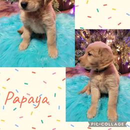 Papaya - Golden male Golden Retriever puppy in Greensburg, Kentucky from Southern Springs Goldens
