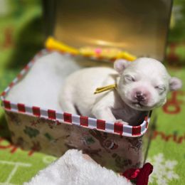 Remy - White male Maltipoo puppy in Sahuarita, Arizona from Cowgirl's Legacy