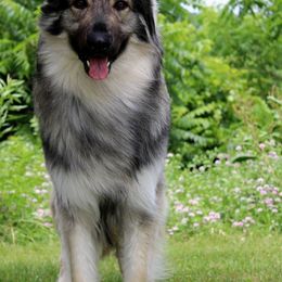 Shiloh Shepherds from High Caliber Shilohs