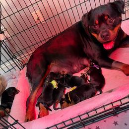 Girl 2 - Black and mahogany female Rottweiler puppy in Washington, Pennsylvania from McWreath Rottweilers