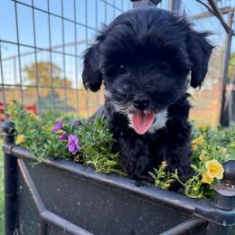 Jasmine - Black and white female Schnoodle puppy in Atoka, Oklahoma from Boggy Depot Cavaliers & Friends