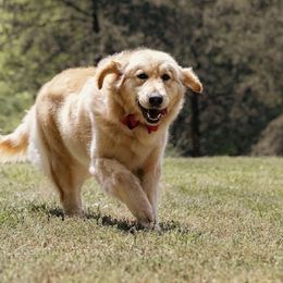 Molly - Golden Retriever