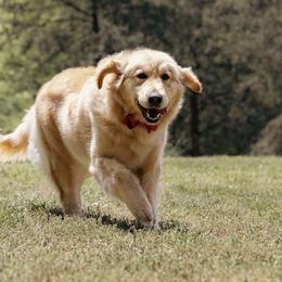 Molly - Golden Retriever