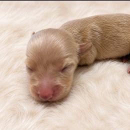 Clara - Cream female Dachshund puppy in Sebring, Florida from Mini Weenies