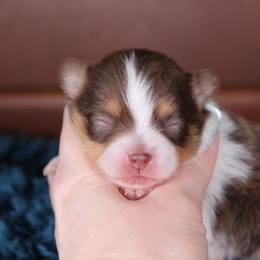 AKC Walker - Chocolate parti male Pomeranian puppy in Albany, Indiana from Hatz Off Puppies