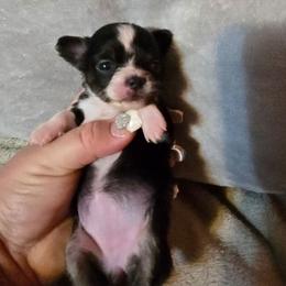 Diamonds - Black and white female Chihuahua puppy in Amity, Pennsylvania from Baxters Chihuahuas
