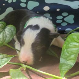 Gaia - Black and white female Border Collie puppy in Max, Nebraska from Stag Valley Homestead